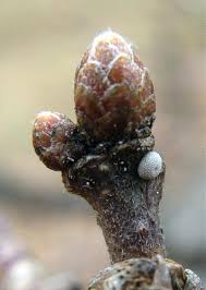 Attēlu rezultāti vaicājumam “Favonius quercus underside”