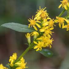 Image result for Solidago virgaurea