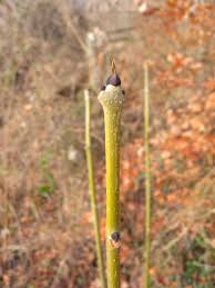Attēlu rezultāti vaicājumam “Fraxinus excelsior bud”