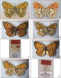 Attēlu rezultāti vaicājumam “Melitaea phoebe underside”