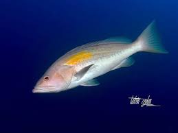 Image result for Epinephelus costae