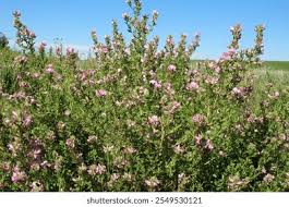 Attēlu rezultāti vaicājumam “Ononis arvensis flower”