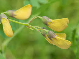 Attēlu rezultāti vaicājumam “Lathyrus pratensis fruit”