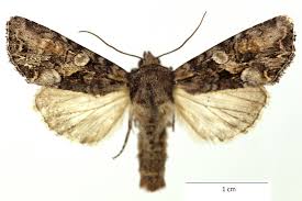 Attēlu rezultāti vaicājumam “Lacanobia contigua”