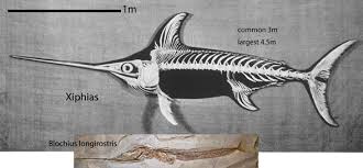 Image result for Xiphias gladius
