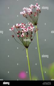 Attēlu rezultāti vaicājumam “Butomaceae”