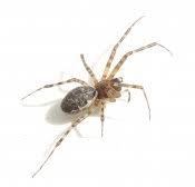 Attēlu rezultāti vaicājumam “Neriene montana”