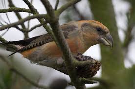 Attēlu rezultāti vaicājumam “Loxia pytyopsittacus male”