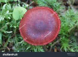 Attēlu rezultāti vaicājumam “Cortinarius sanguineus”