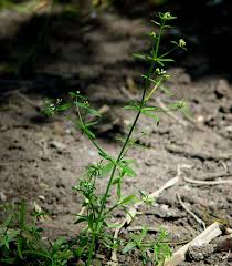 Attēlu rezultāti vaicājumam “Galium elongatum”