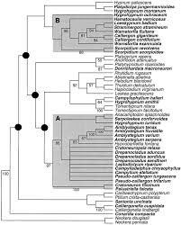 Attēlu rezultāti vaicājumam “Platydictya jungermannioides”