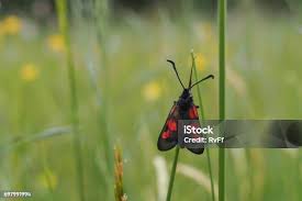 Attēlu rezultāti vaicājumam “Zygaena lonicerae”