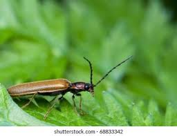 Attēlu rezultāti vaicājumam “Denticollis linearis”