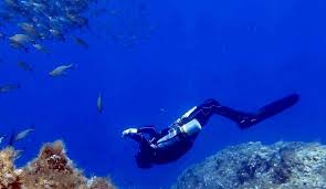 Image result for Canary Divers