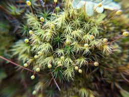 Attēlu rezultāti vaicājumam “Philonotis calcarea”