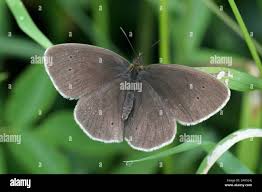 Attēlu rezultāti vaicājumam “Aphantopus hyperantus”