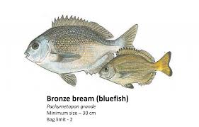 Image result for Pachymetopon grande