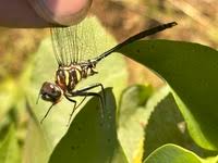 Attēlu rezultāti vaicājumam “Comatricha ellae stalked”