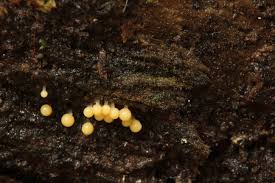 Attēlu rezultāti vaicājumam “Clastoderma debaryanum spores”