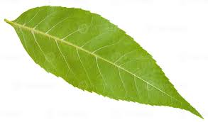 Attēlu rezultāti vaicājumam “Fraxinus excelsior leaf”