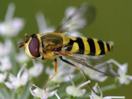 Attēlu rezultāti vaicājumam “Syrphus sp.”
