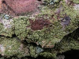 Attēlu rezultāti vaicājumam “Lecanora conizaeoides”