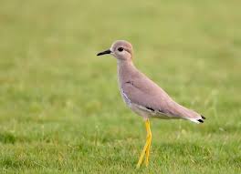 Image result for Vanellus leucurus