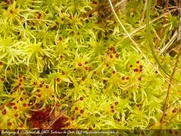 Attēlu rezultāti vaicājumam “Sphagnum fimbriatum”