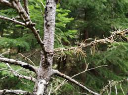 Attēlu rezultāti vaicājumam “Lachnellula willkommii”