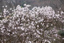 Attēlu rezultāti vaicājumam “Magnolia kobus”