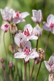 Attēlu rezultāti vaicājumam “Butomaceae”