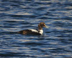 Attēlu rezultāti vaicājumam “Somateria mollissima juvenile”