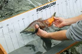 Image result for Oncorhynchus nerka