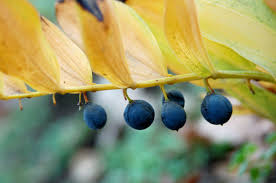 Attēlu rezultāti vaicājumam “Polygonatum odoratum fruit”