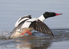 Attēlu rezultāti vaicājumam “Mergus merganser male”