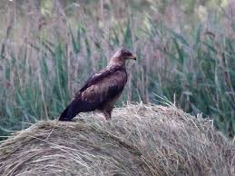 Attēlu rezultāti vaicājumam “Aquila pomarina”