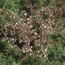 Image result for Sedum album `Coral Carpet`