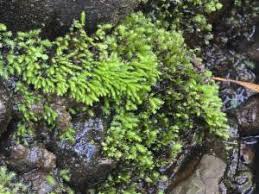 Attēlu rezultāti vaicājumam “Brachythecium campestre”