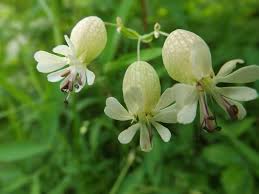 Image result for Silene vulgaris