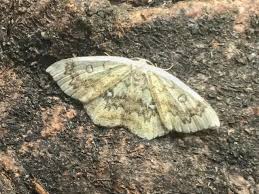 Attēlu rezultāti vaicājumam “Cyclophora annularia”