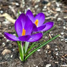 Attēlu rezultāti vaicājumam “Crocus tommasinianus flower”