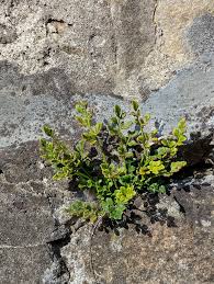 Attēlu rezultāti vaicājumam “Asplenium ruta-muraria”
