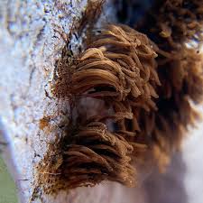 Attēlu rezultāti vaicājumam “Stemonitis splendens macro”