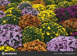Image result for Chrysanthemum spectabile