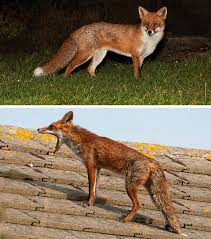 Attēlu rezultāti vaicājumam “Vulpes vulpes  adult”