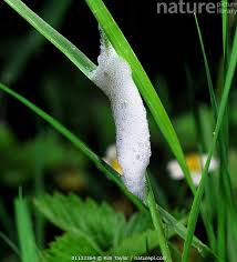 Attēlu rezultāti vaicājumam “Philaenus spumarius nymph”