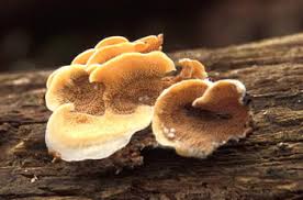 Attēlu rezultāti vaicājumam “Phlebia tremellosa”