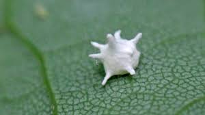 Attēlu rezultāti vaicājumam “Paidiscura pallens”