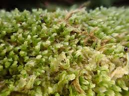 Attēlu rezultāti vaicājumam “Lophocolea minor”