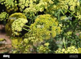 Attēlu rezultāti vaicājumam “Libanotis montana fruit”